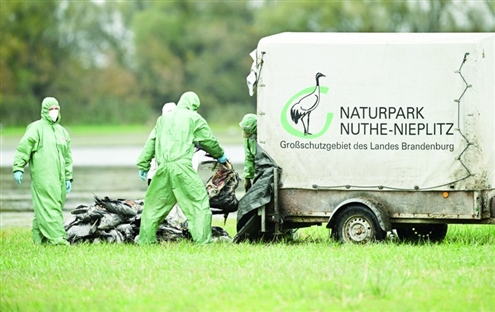 10月22日,在德国利努姆,一名身穿防护服的工作人员将因禽流感死亡的鹤装车。新华社发